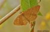 Idaea ochrata